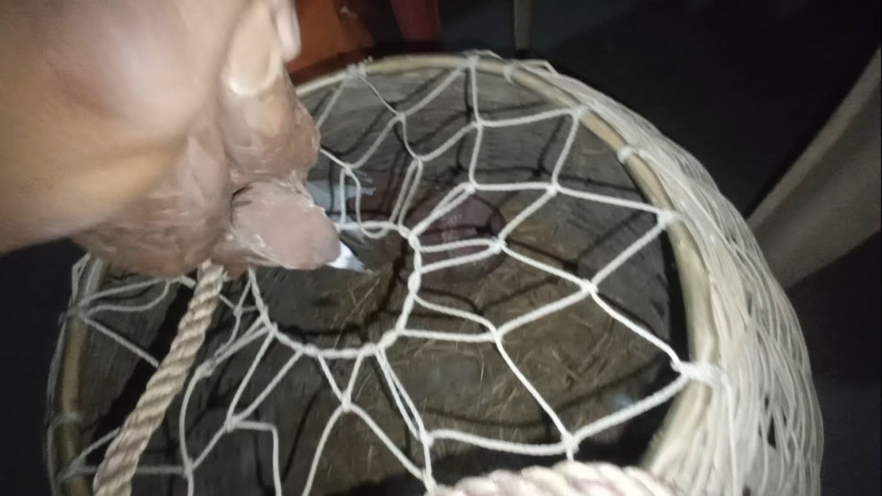 জোড়া দেওয়ার চেষ্টা 