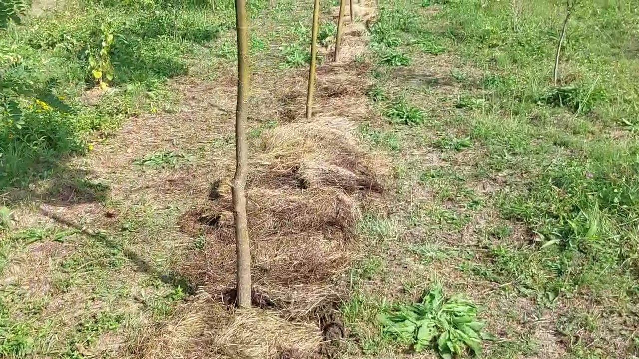 8757 Hay Mulching Secrets: Moisture Retention, Soil Settling & Fixing Depressions  #mulching#topsoil