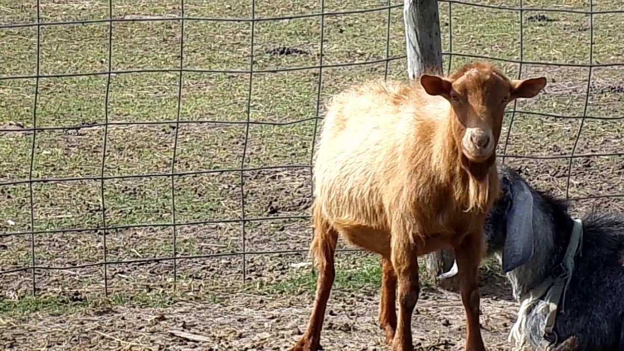 Golden Guernsey Goat