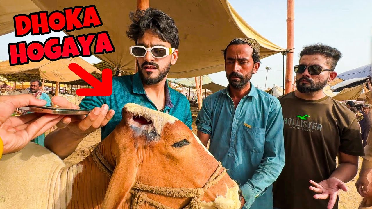 QURBANI K JANWAR KHAREED LIA LEKIN DHOKA HOGAYA🤬 | COW MANDI MISHKAT KHAN FICTION VLOG