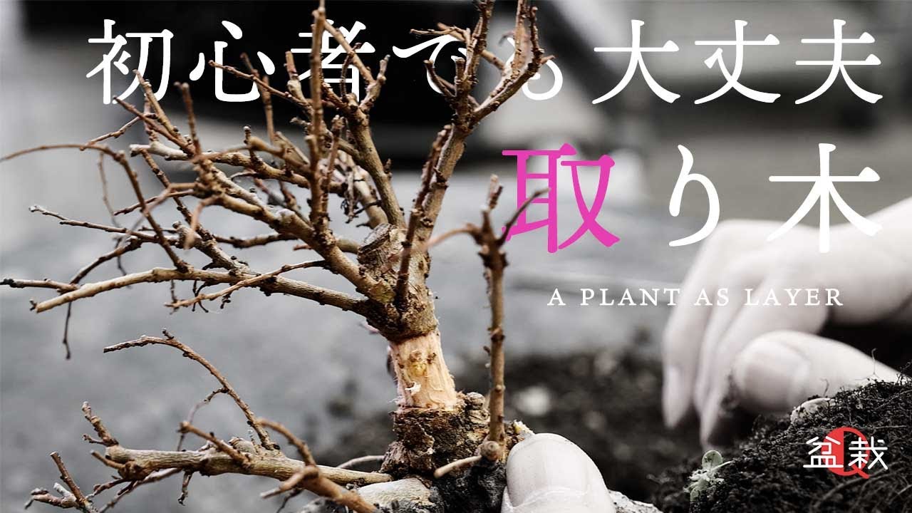 【楡欅】初心者でも大丈夫！プロに教わる取り木のやり方【盆栽Q】