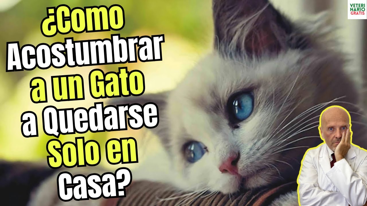 🆘 ¿COMO ACOSTUMBRAR A UN GATO A QUEDARSE SOLO EN CASA? 🆘