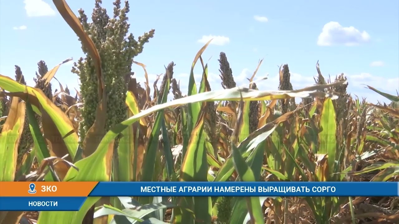 МЕСТНЫЕ АГРАРИИ НАМЕРЕНЫ ВЫРАЩИВАТЬ СОРГО