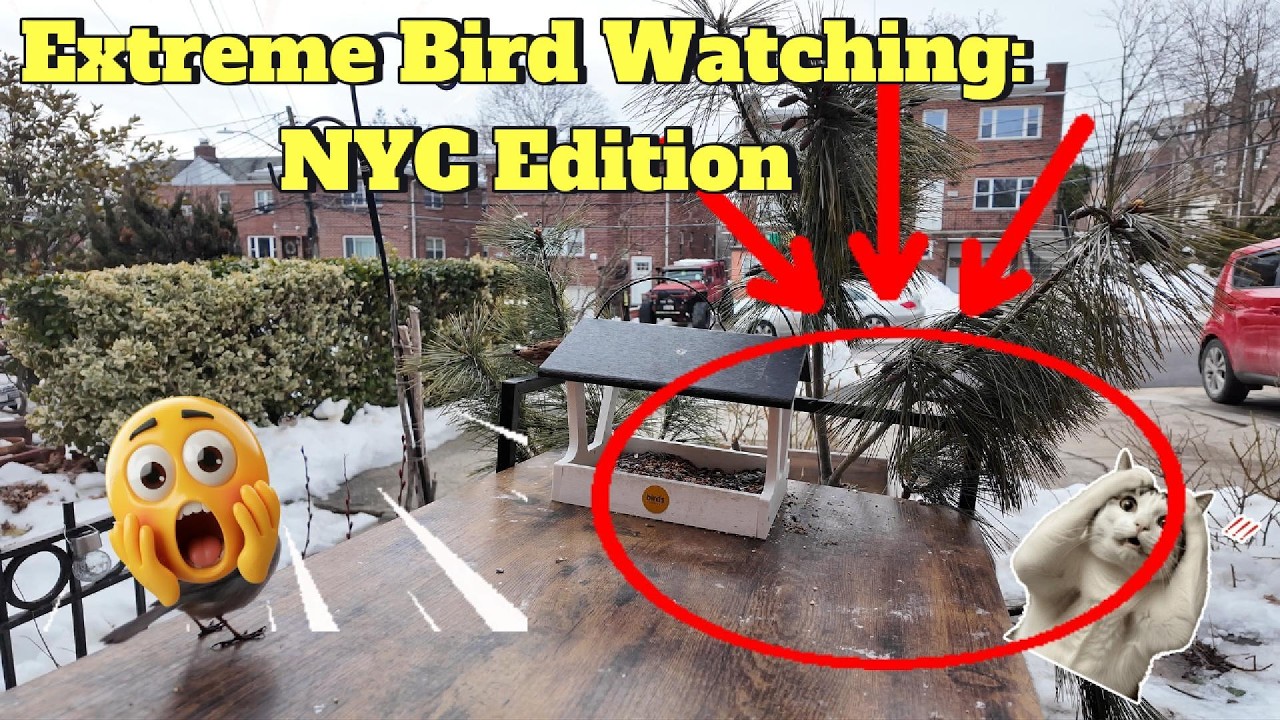 NO WAY! Extreme Bird Watching: NYC Edition.