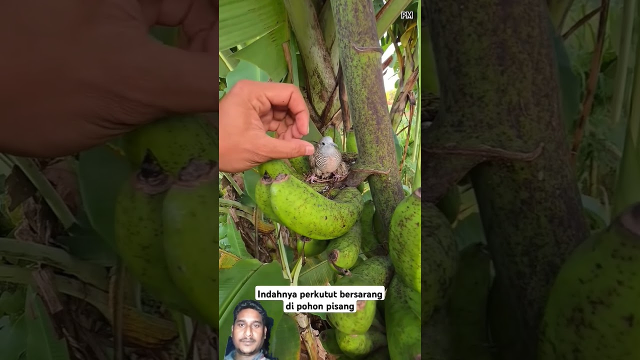 #fruit