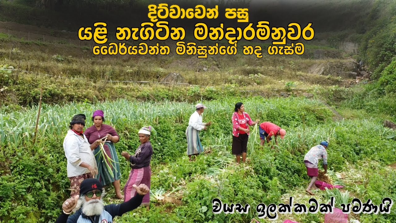 මීදුමෙන් වැසුණු මන්දාරම් නුවර සුන්දරත්වය සහ ගොවීන්ගේ කඳුළු කතාව | Life in Mandaram Nuwara