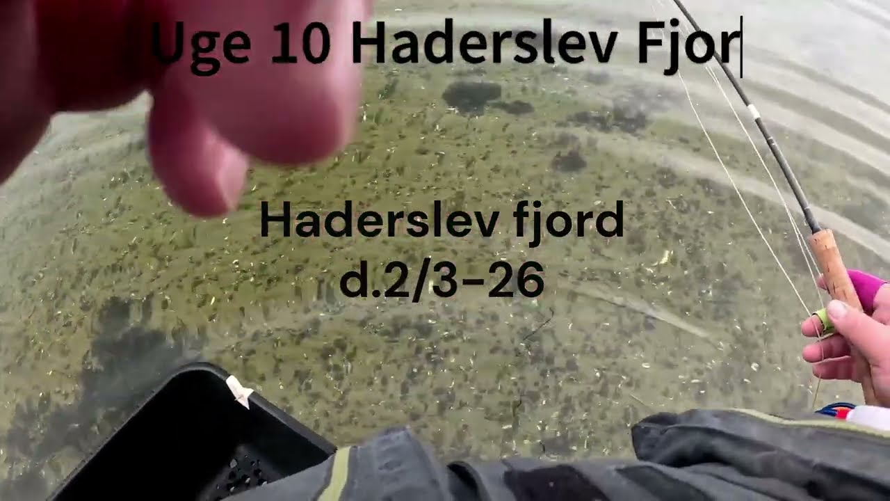 Havørreder Haderslev Fjord Uge 10