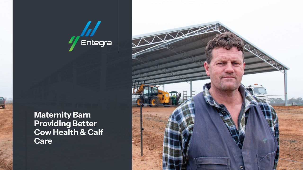 Maternity Barn Providing Better Cow Health and Calf Care | Stewart Farms