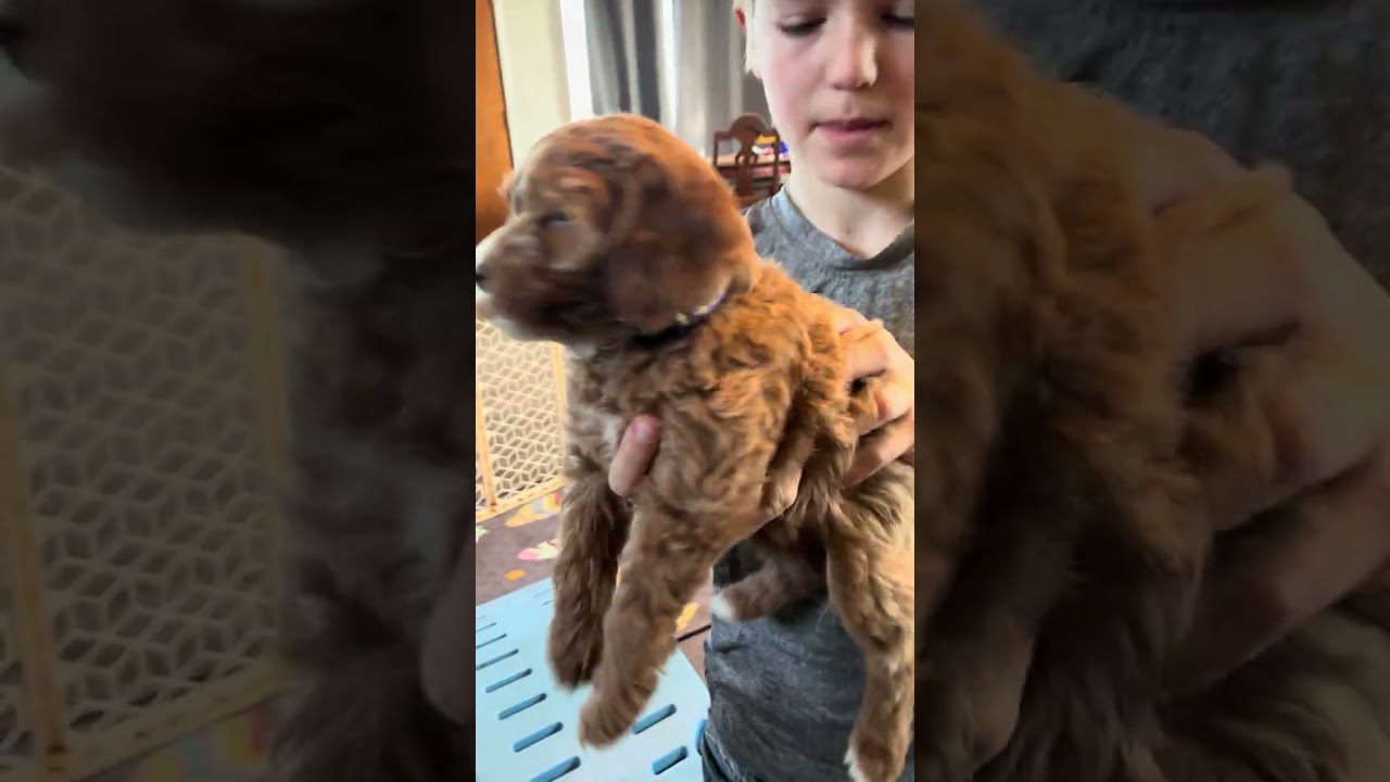 Sparkle ~ F1B cockapoo ~ 1-4-26