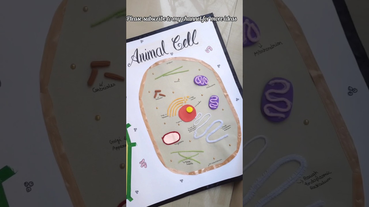 Animal cell plant cell model/How to make plant cell model & Animal cell model for science fair #diy