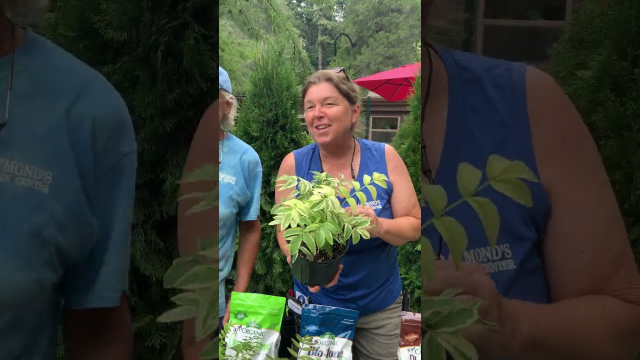 The Shady Ladies of Raymond's Garden Center get shady