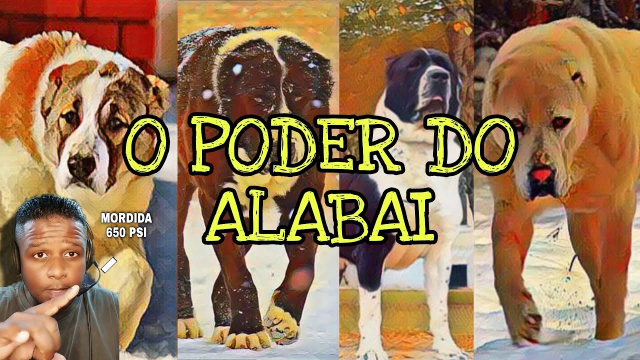 O PODEROSO ALABAI|É o cão mais forte do mundo?