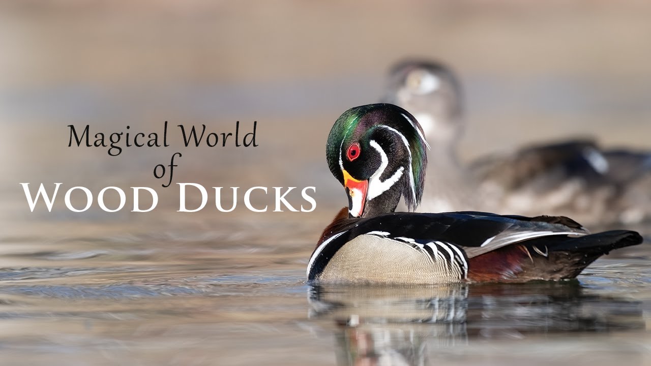 Bird Photography - Wood Ducks