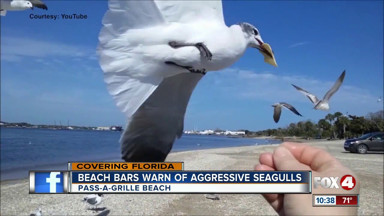 Beach restaurants warn of extra-hungry seagulls who will swarm kids trying to feed them
