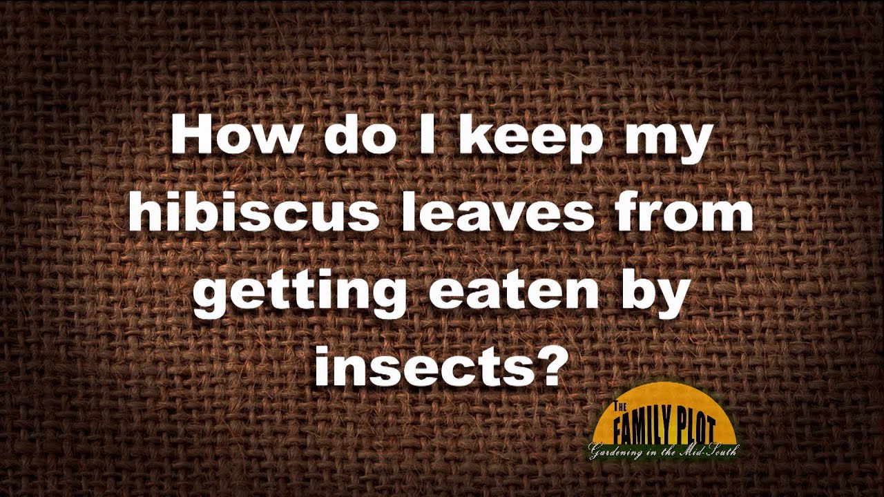 Q&A &ndash; How do I keep my hibiscus leaves from being eaten by insects?