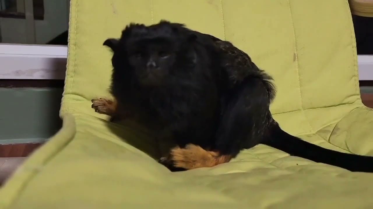 Very Adorable - So Cutest Tamarin Monkey In Home