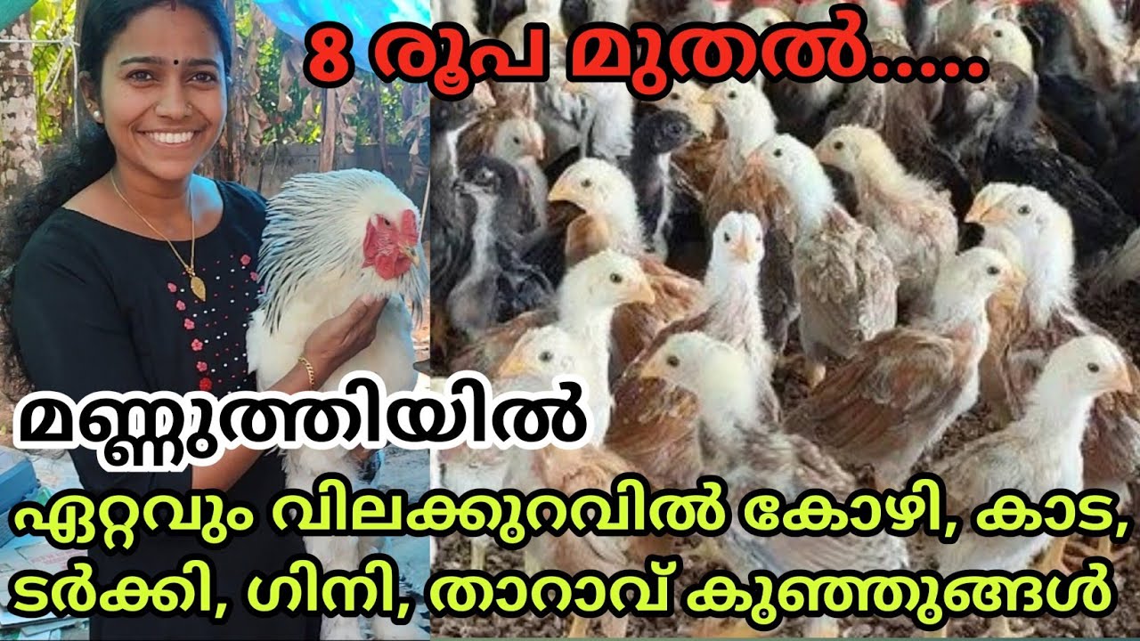 😱മണ്ണുത്തിയിൽ ഏറ്റവും വിലക്കുറവിൽ കാട കോഴി താറാവ് ടർക്കി ഗിനി കുഞ്ഞുങ്ങളെ ഇവിടെ ലഭിക്കും | hatchery