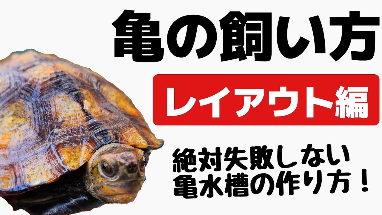 【亀飼育】カメの水槽レイアウトの基本を1から解説！陸地・浮島を適切に設置して、脱走・溺れを防ぎ、快適な飼育環境を目指そう！【クサガメ・イシガメ・ミドリガメ等】