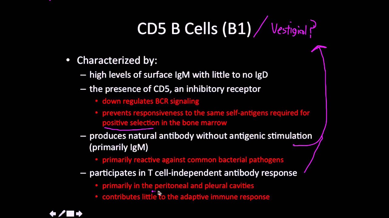 Immunology: cd5 B cells (B1)