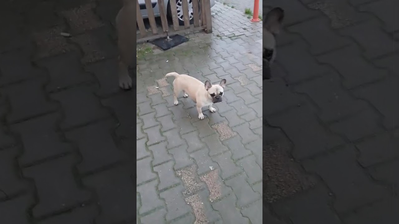 Zeytin ile videom
