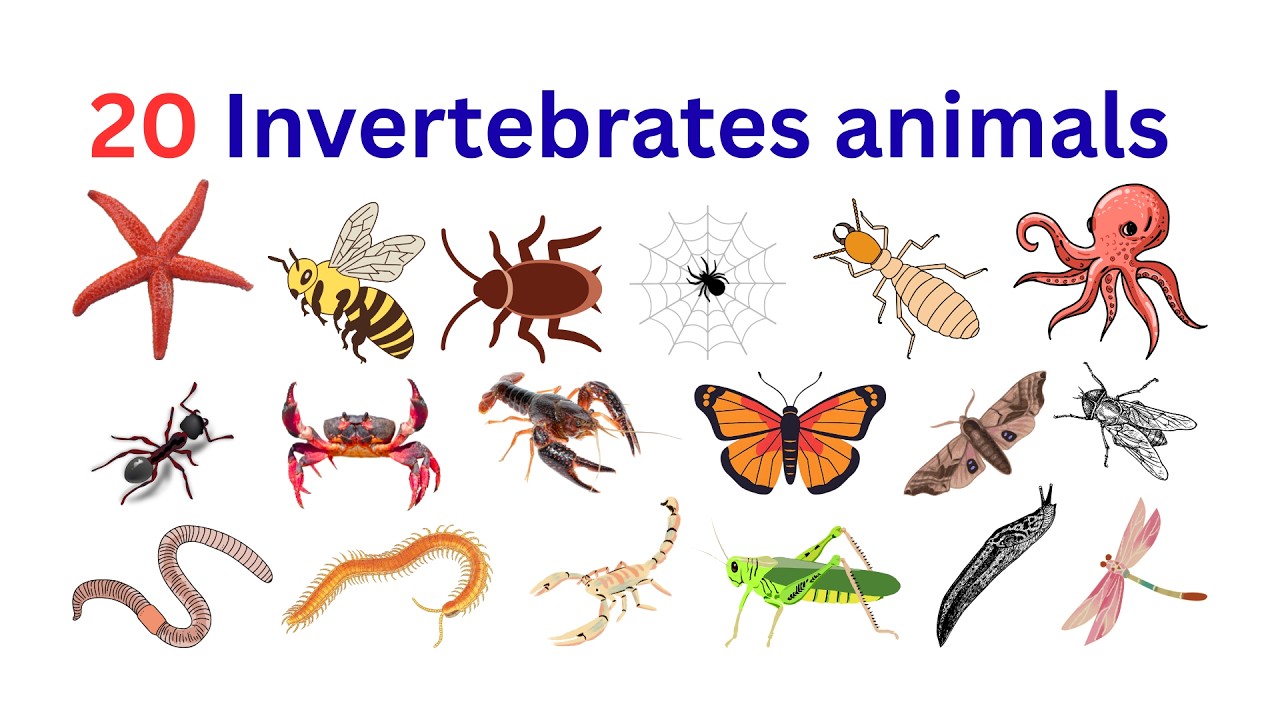 20 Invertebrates animals name | Learn Invertebrate animals names | animals name