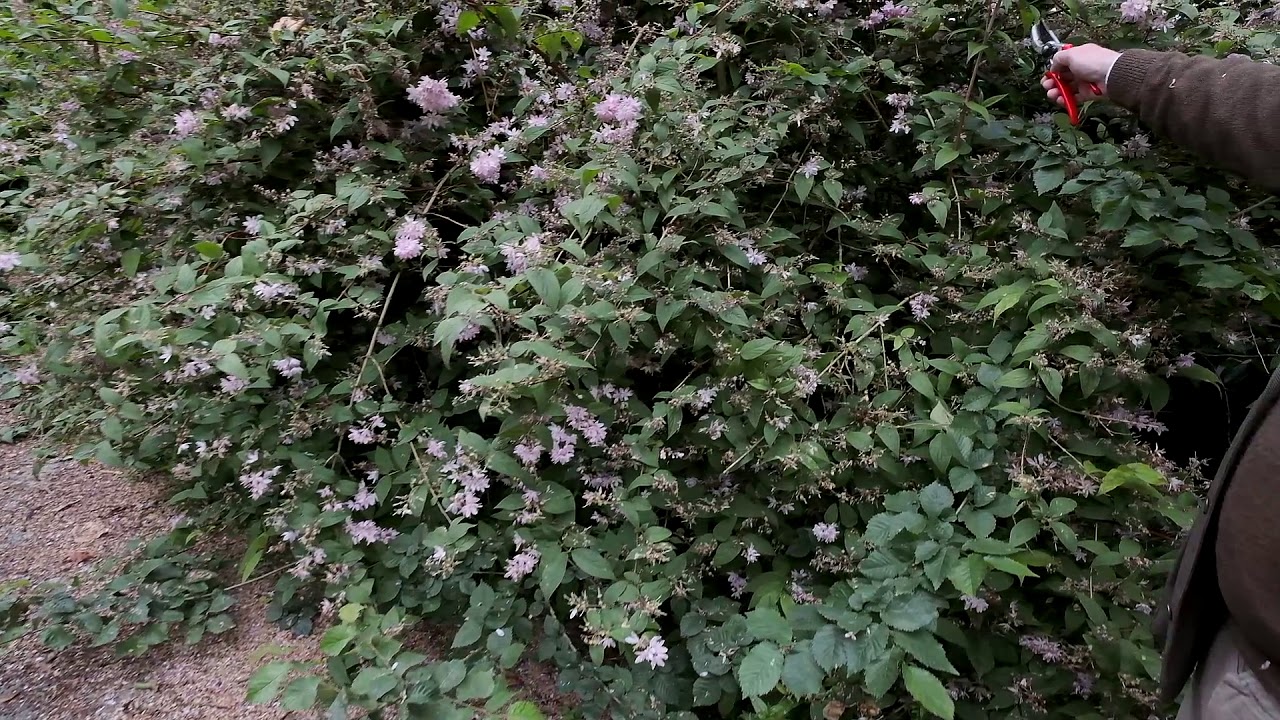 Pruning Deutzia to remove older flowering branches