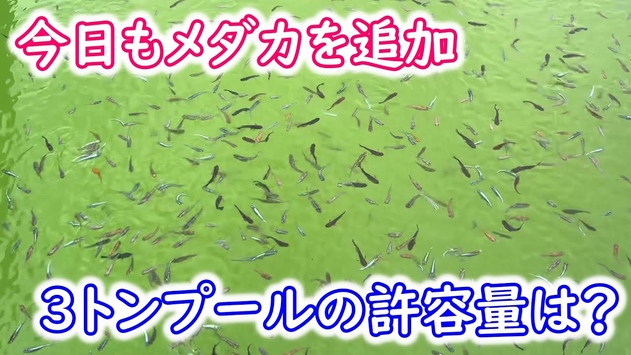 【めだか】3ｔプールにメダカを入れてどんどん容器を空けていく。Ｂ型おやじ