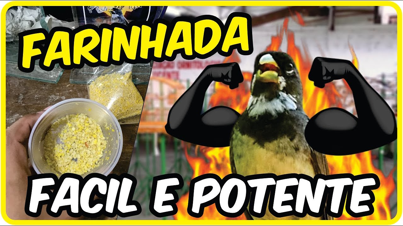 Farinhada POTENTE para COLEIRO sem gastar muito