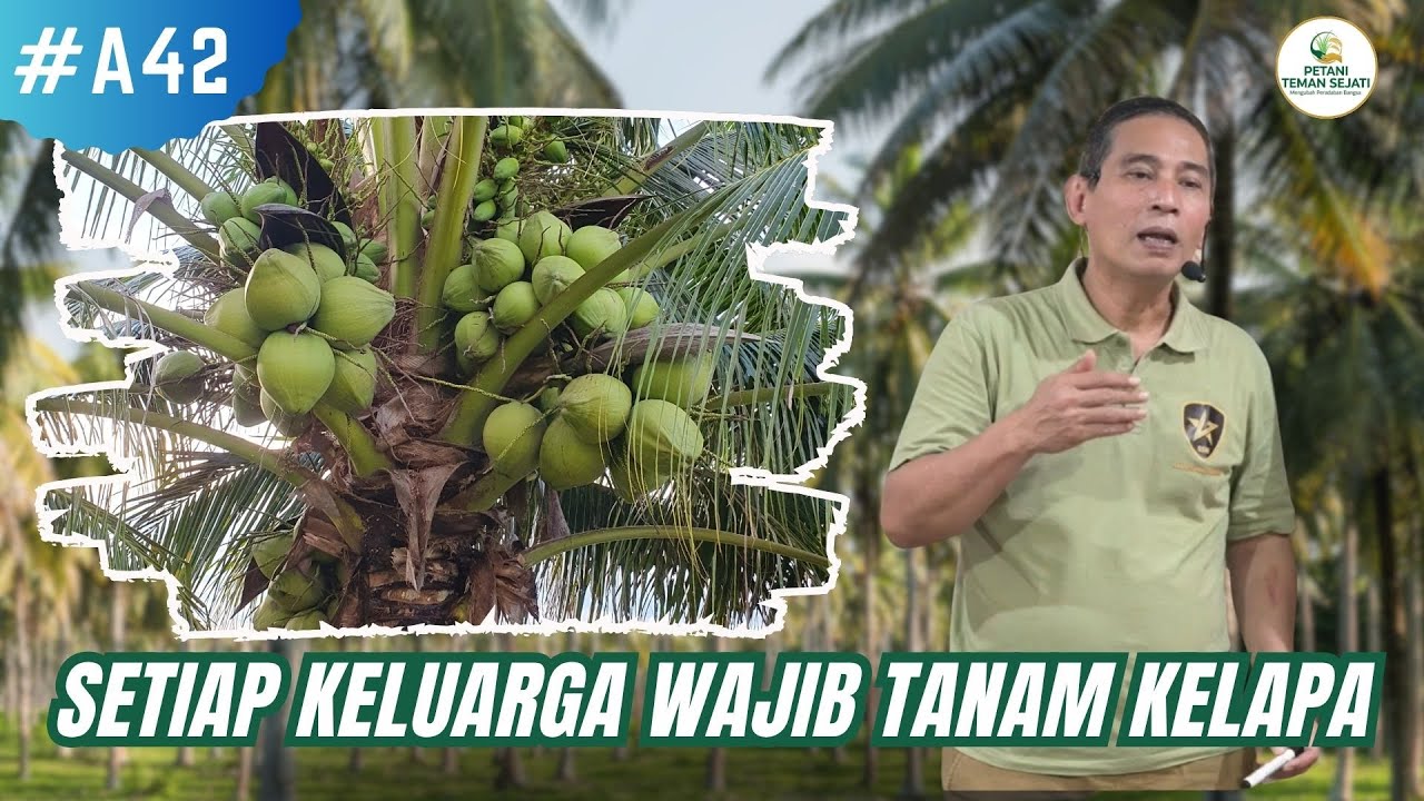Setiap Keluarga Wajib Tanam Kelapa, ini Alasannya