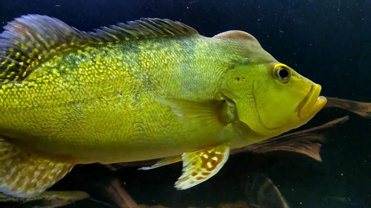 Cichla kelberi group