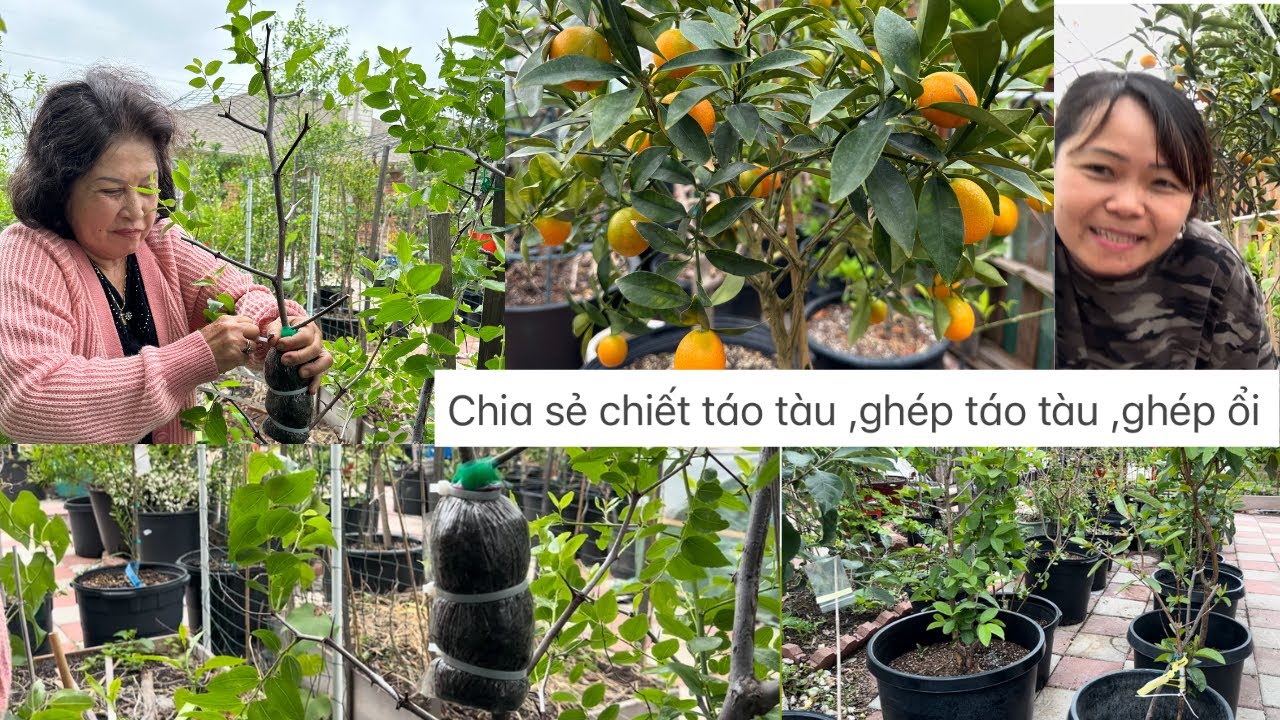Chia sẻ chiết táo tàu ,ghép táo tàu ,ghép ổi  ❤️🥰🌺# 509