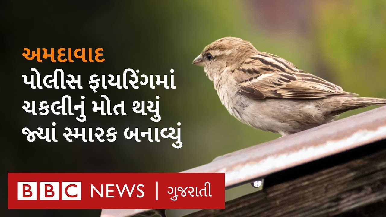 World Sparrow Day :શહેરનું એવું ખાસ સ્થળ જ્યાં ચકલીની અંતિમ યાત્રા કાઢી સ્મારક બનાવવામાં આવ્યું