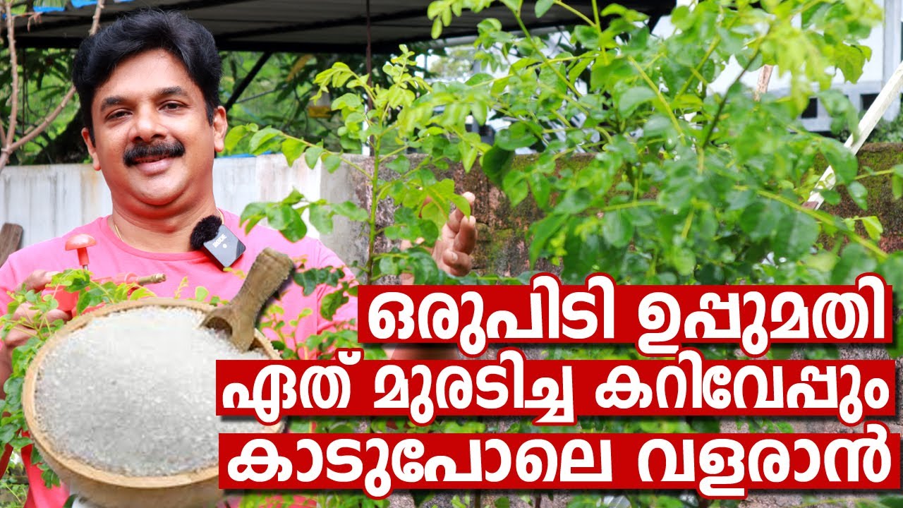 ഒരുപിടി ഉപ്പുമതി ഈ മഴക്കാലത്ത് കറിവേപ്പ് കാട് പിടിച്ച് വളരാൻ  | Curry leaves best fertilizer