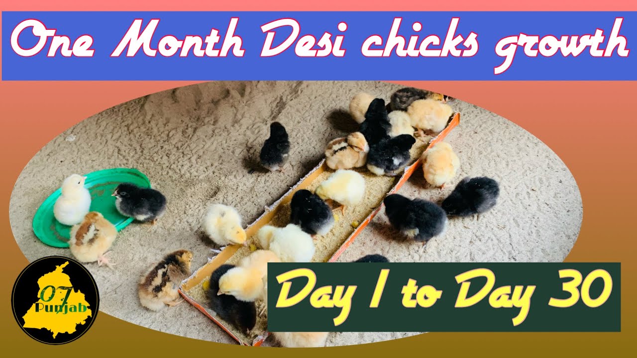 Desi Chicks Growth || One Month || Day 01 to Day 30 .. FFG breed