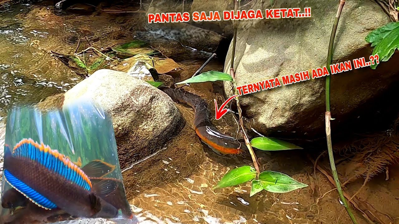 BENAR BENAR NEKAT..!! Mancing Channa Limbata Ditempatnya Pak Prabowo || Spot Mancing Ikan Channa