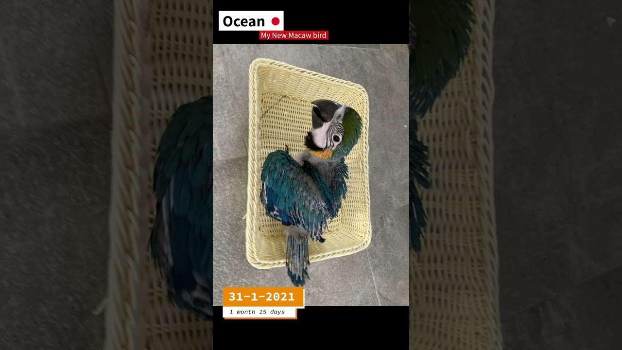 Blue and gold  macaw stages of growth