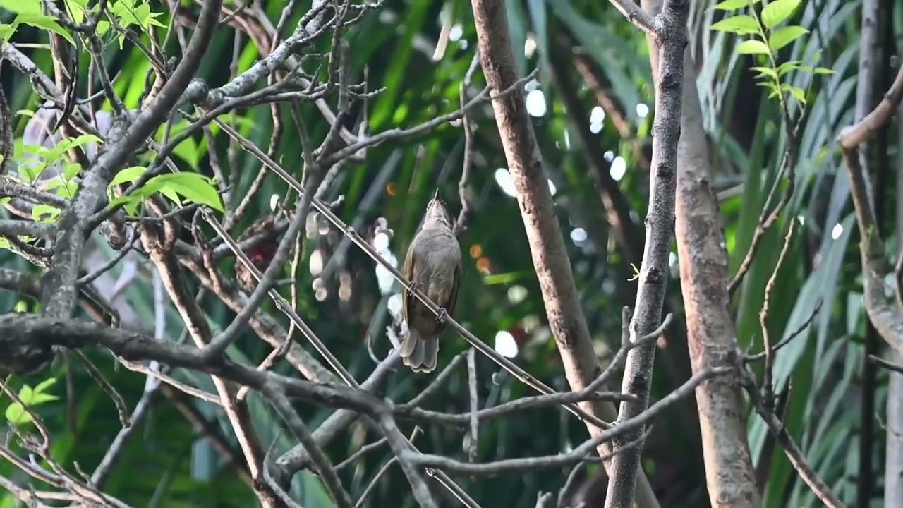 olive winged bulbul 橄欖褐鵯 song HD