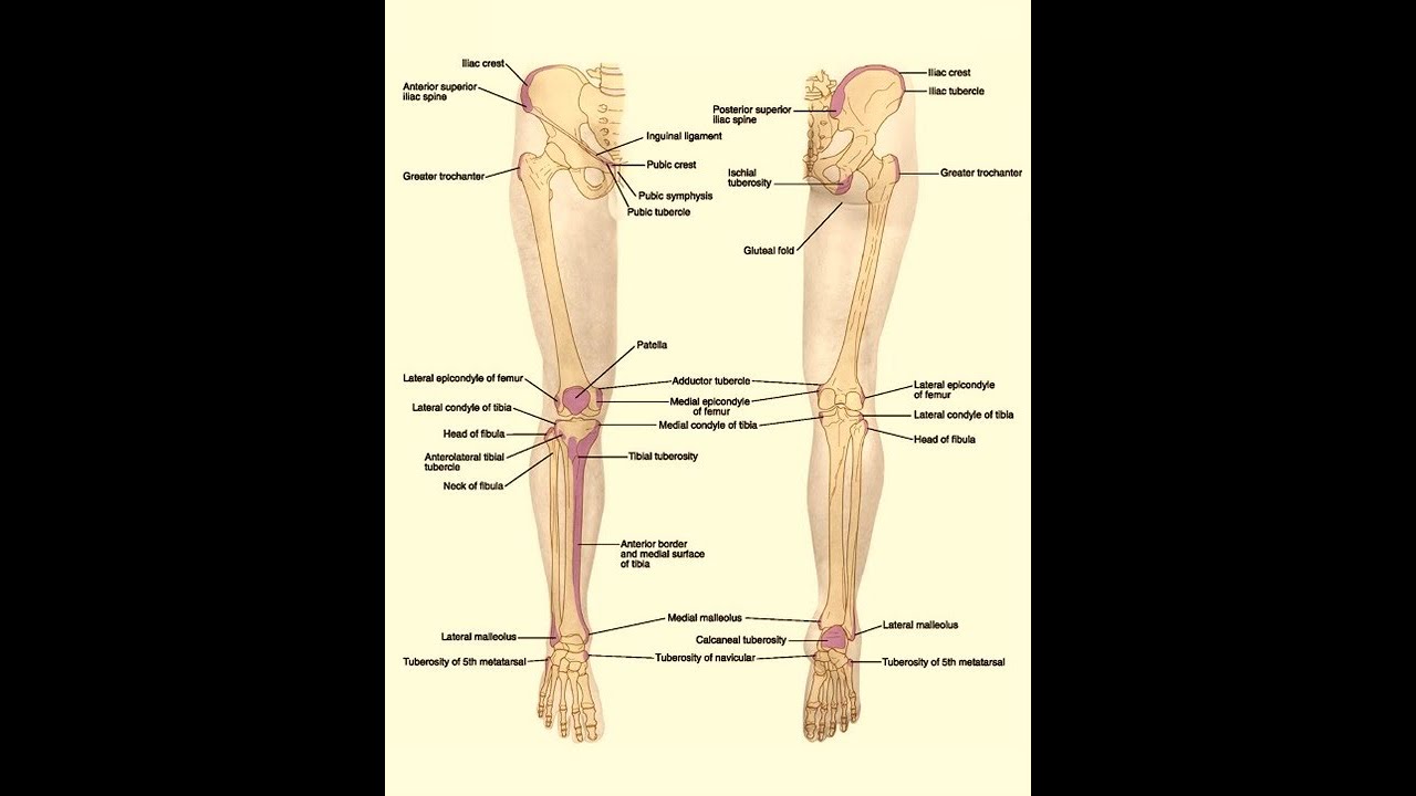 Magdy said anatomy series,lower limb, anatomical features of hip  bone,v.1