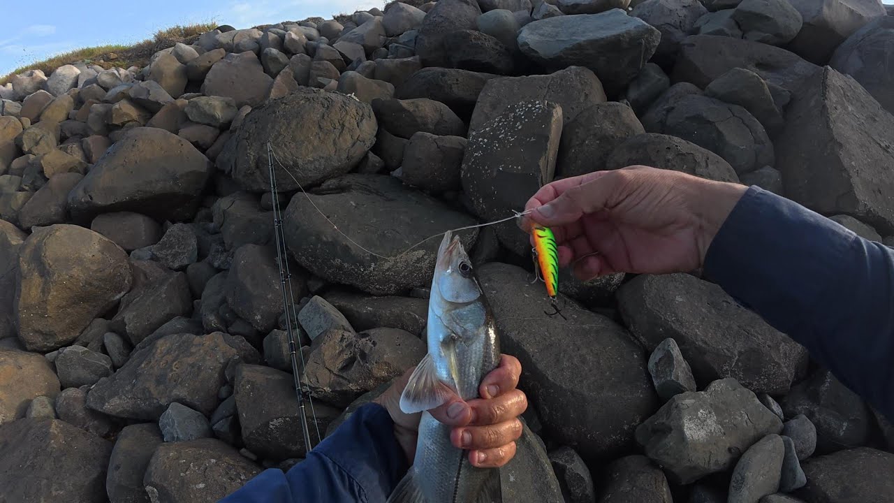 COMO PESCAR EN BARCO UNDIDO, PAMOLETA CABRILLA GUALAJE Y PARGO
