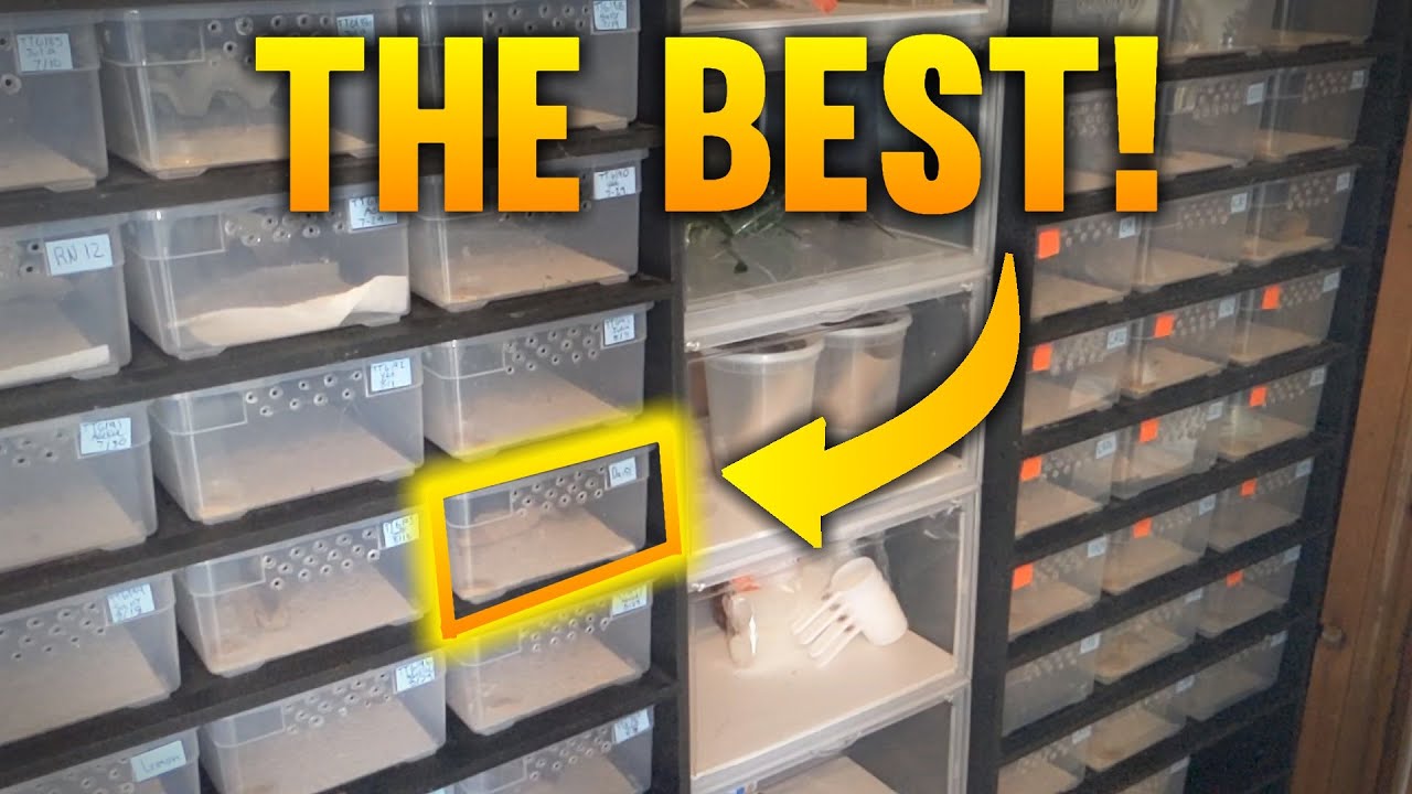 You Need This Tank Setup For Your Baby Crested Geckos!