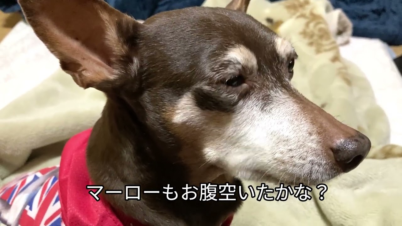 マーローと私の日常