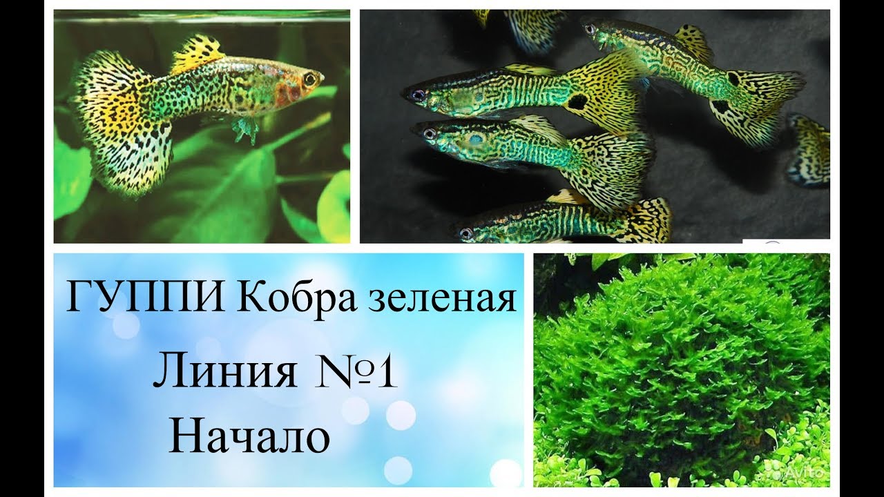 ГУППИ кобра филлигрань. Начинаем вести селекцию по линиям. 1 часть