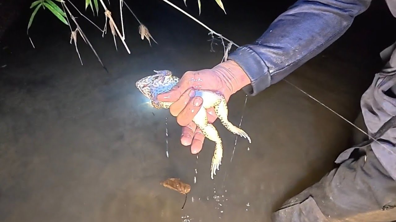 ANH EM ĐI SOI ĐÊM,BỘI THU ẾCH RỪNG...
