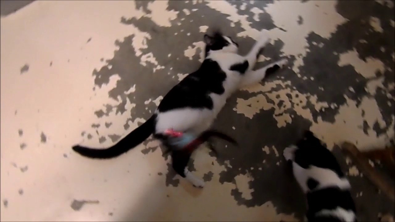 Cats playing at Independent Cat Society.