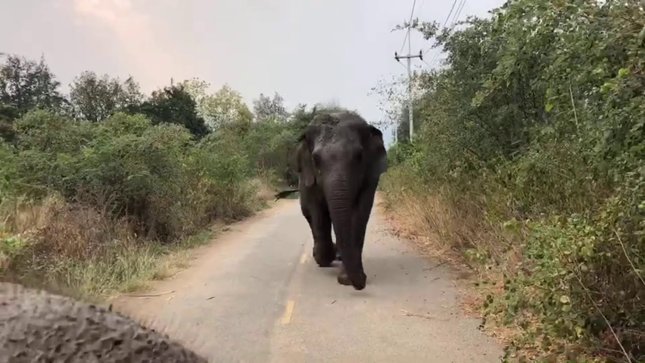 elephantastique 06