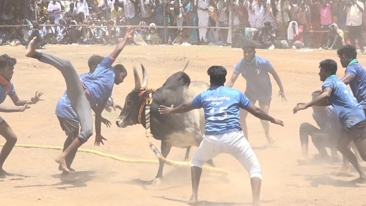 திருச்சி கோசகுறிச்சி அழகர்சாமி காளை VS காஞ்சிவனம் சுவாமி குழு வீரர்கள் மேலூர். தரைக்குடி வடமாடு 2022
