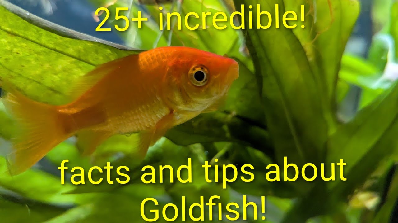 25+ Amazing facts and tips about Goldfish!