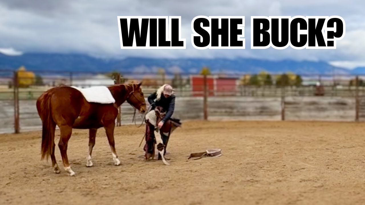 FIRST time saddling my $25 Auction HORSE!