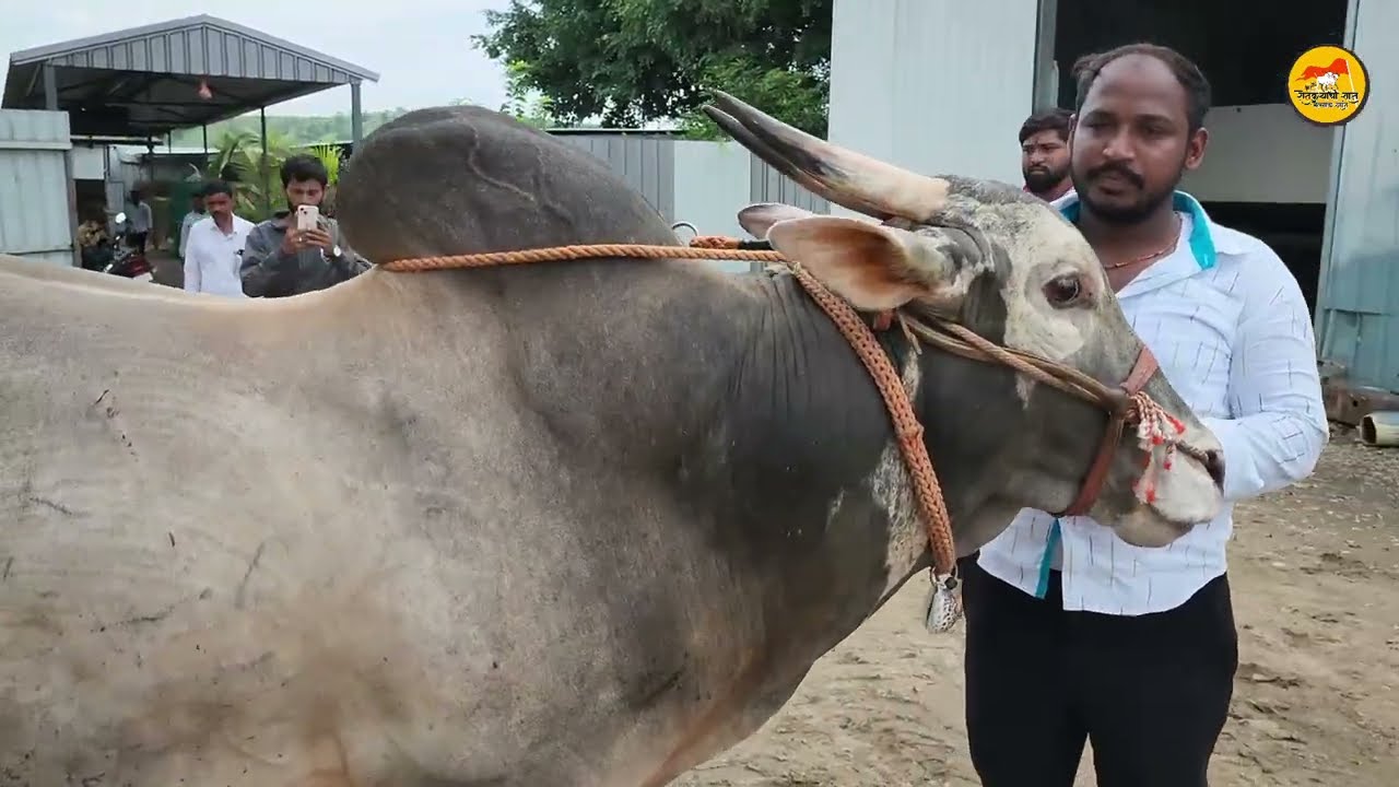 गणेशनाना आरगडे बैलगाडा संघटना काळूस, पुणे | Maharashtra bailgada sharyat