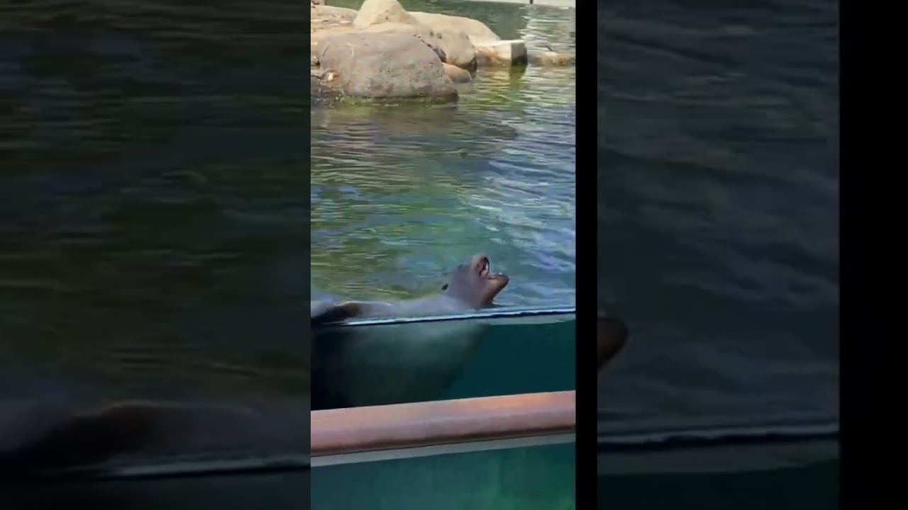 🐑🦭 Central Park Zoo in Manhattan New York City 🏙 